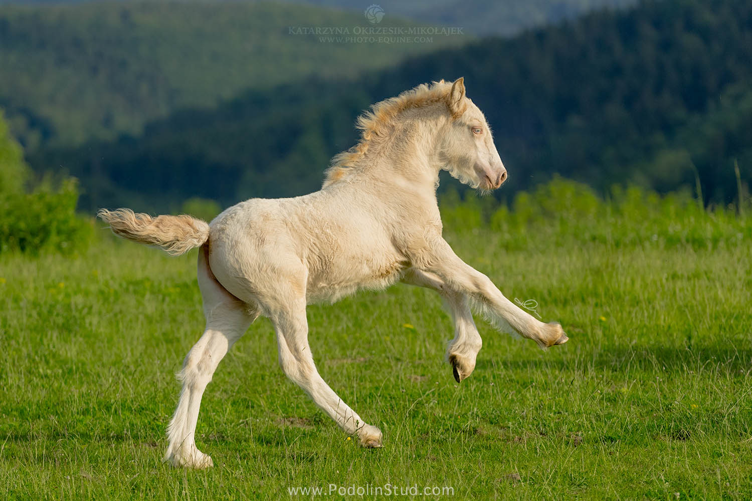 Podolin Enlighten Violin - Perlino Gypsy Cob Foal